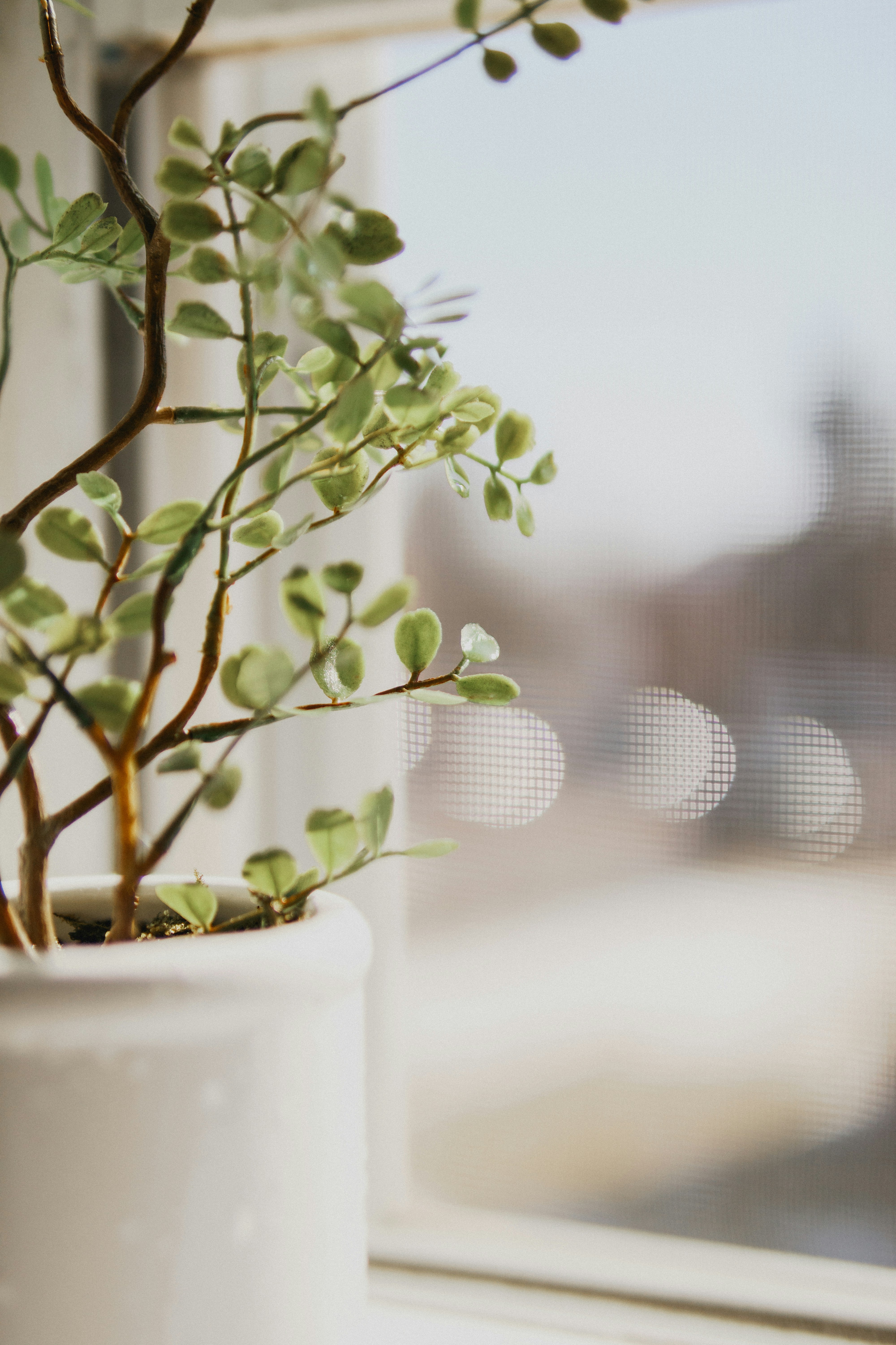 green plant on white ceramic pot